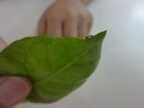 幼虫