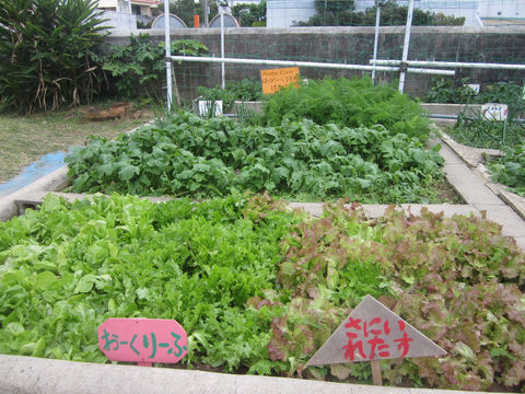 菜園